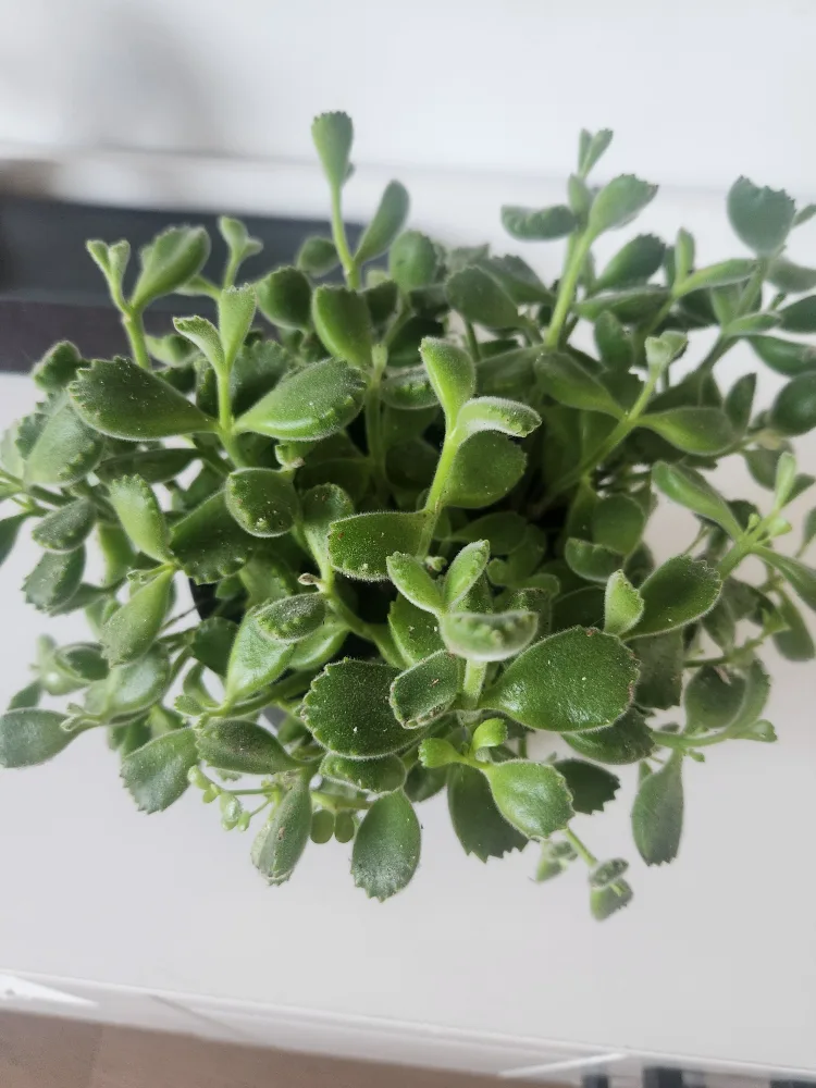 big bear paw plant thumbnail