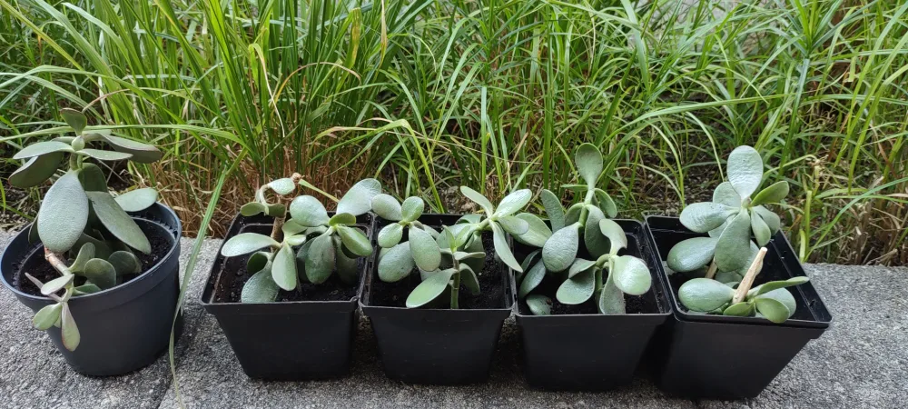 Jade Plant in Black Pot thumbnail