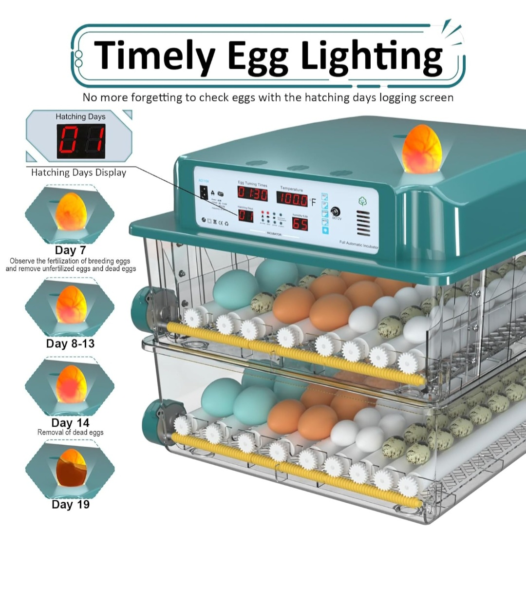 Timely Egg Lighting Incubator