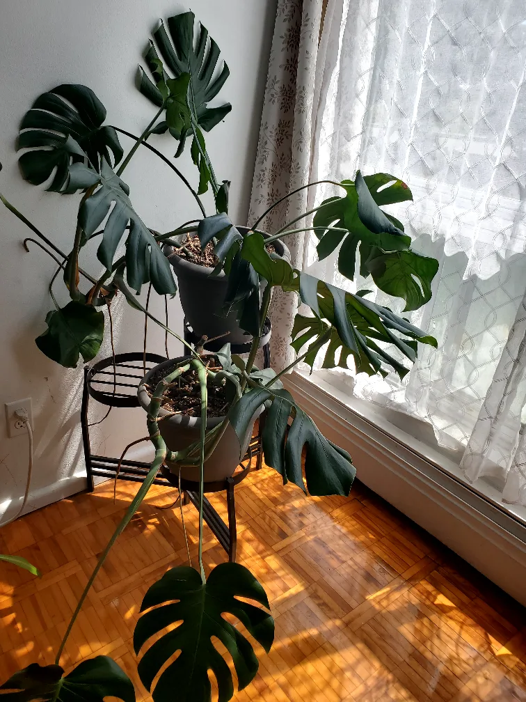 Monstera plants with vases thumbnail