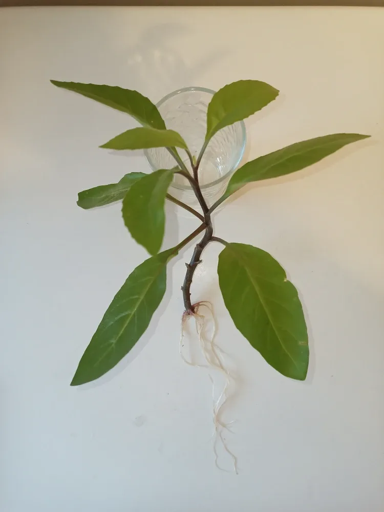Longevity Spinach Rooted Cutting 🇨🇦 thumbnail