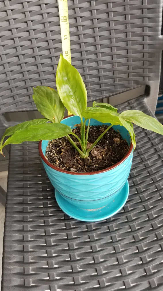 🇵🇫Potted Peace Lily in 6" Ceramic Pot. 🍁 available! Firm price. thumbnail