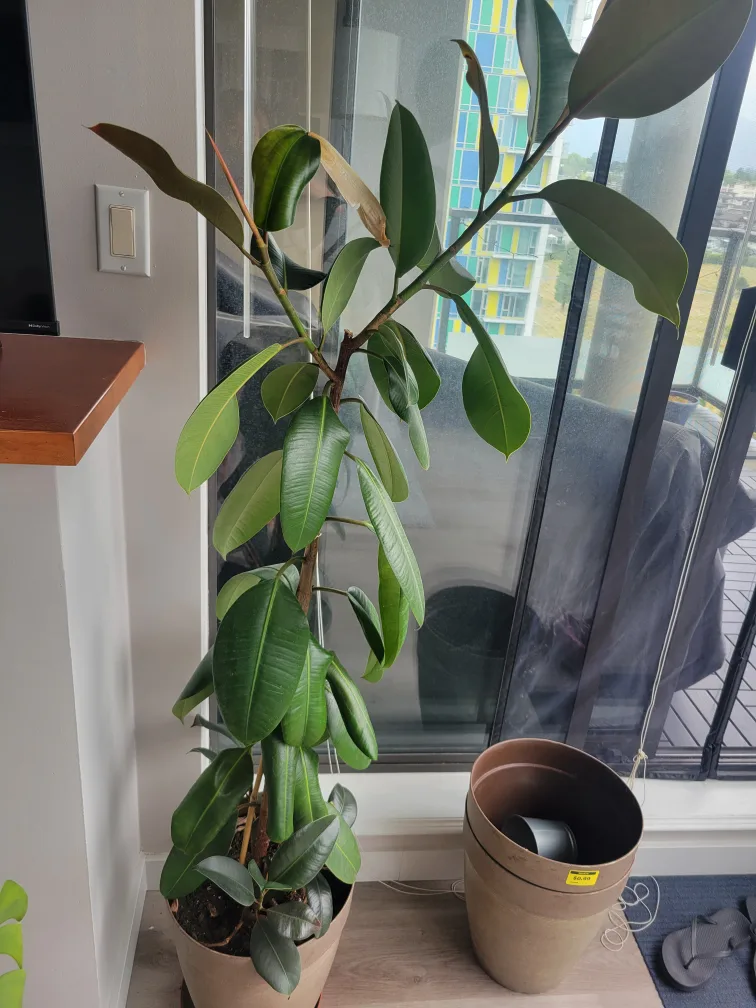 Rubber Plant in Pot thumbnail