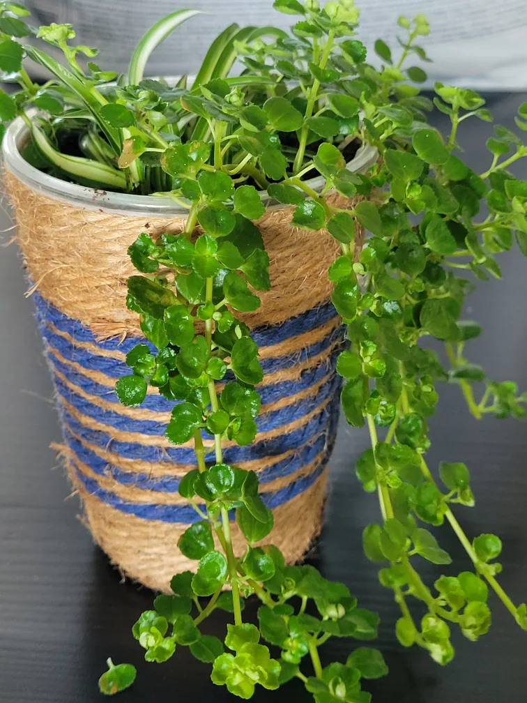 Potted Spider Plant & Creeping Jenny thumbnail