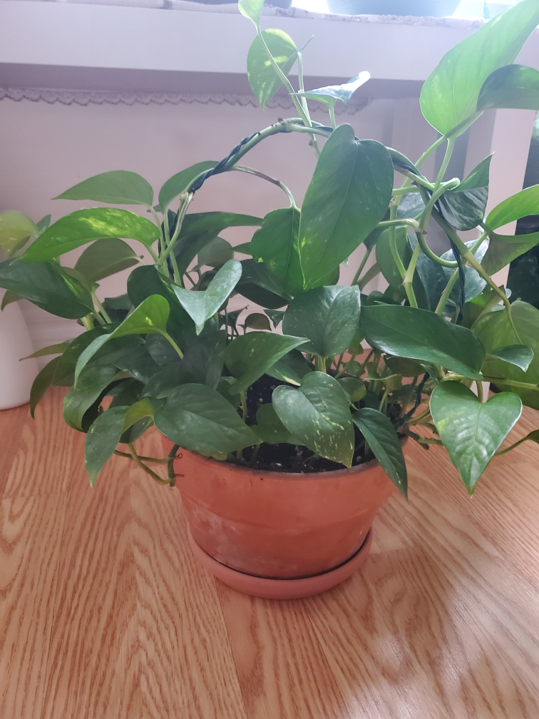 Potted Golden Pothos Plant - photo 5