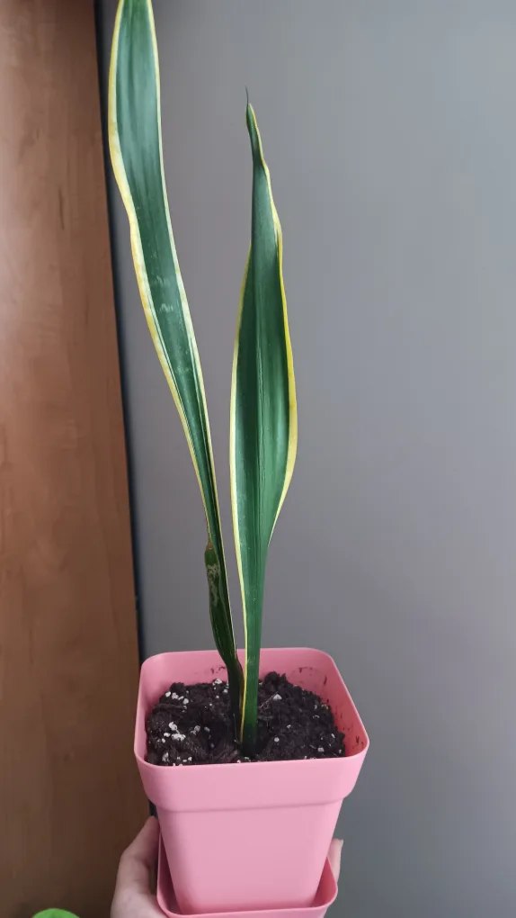 Snake Plant in Pink Pot 🇨🇦 thumbnail