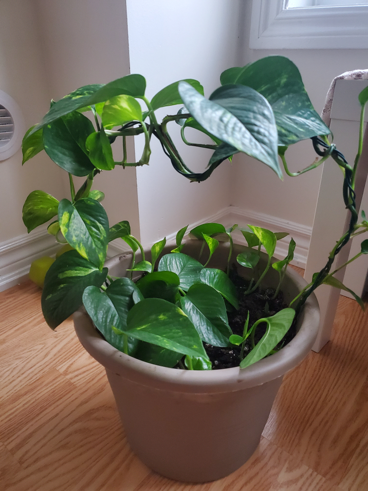 Potted Golden Pothos Plant - photo 3