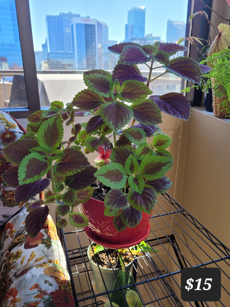 Coleus Plant - Assorted Pots - photo 3