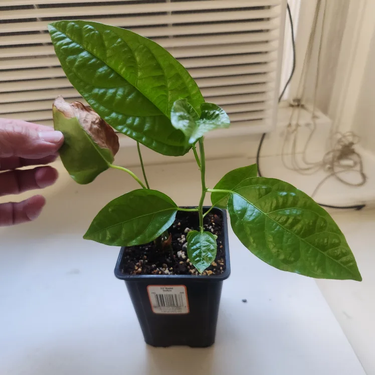 🇨🇦🍁 Anthurium Plant and Passion fruit plant thumbnail