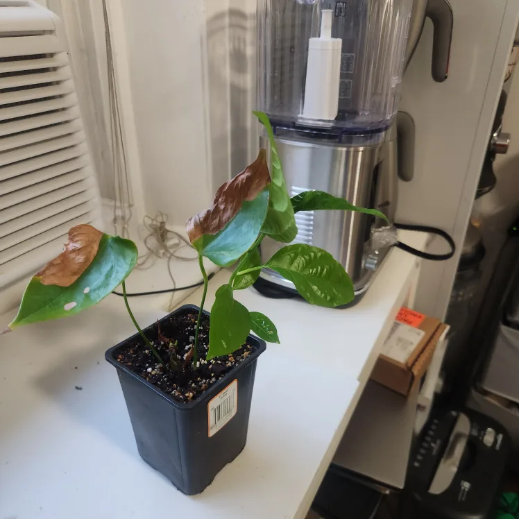 🇨🇦🍁 Anthurium Plant and Passion fruit plant image indicator(2)