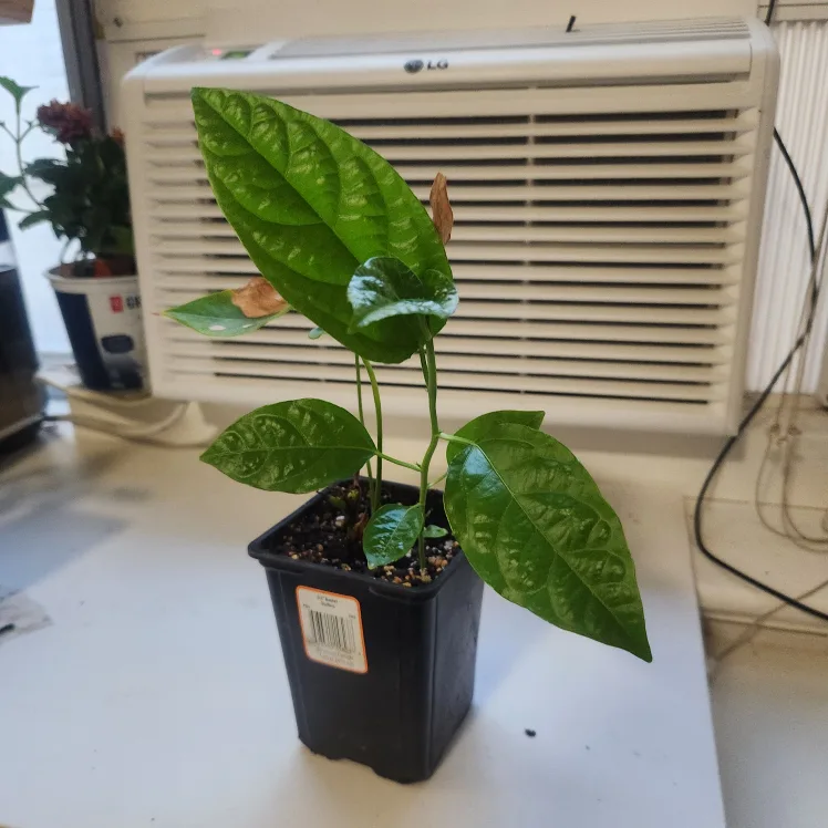 🇨🇦🍁 Anthurium Plant and Passion fruit plant image indicator(3)