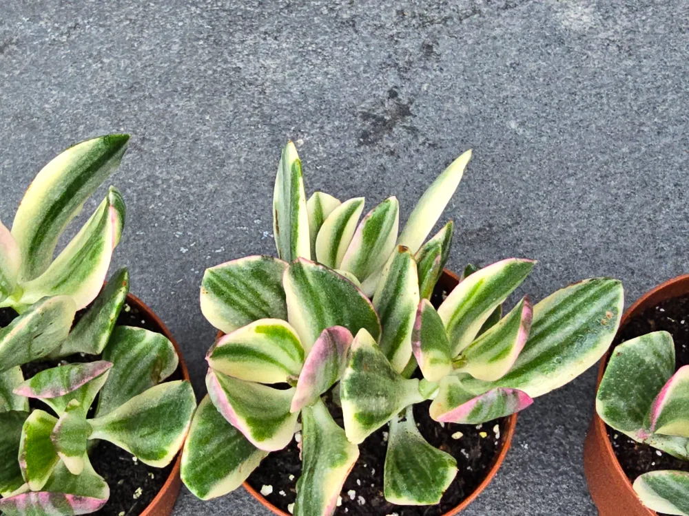 Crassula Capitella Campfire Succulent thumbnail