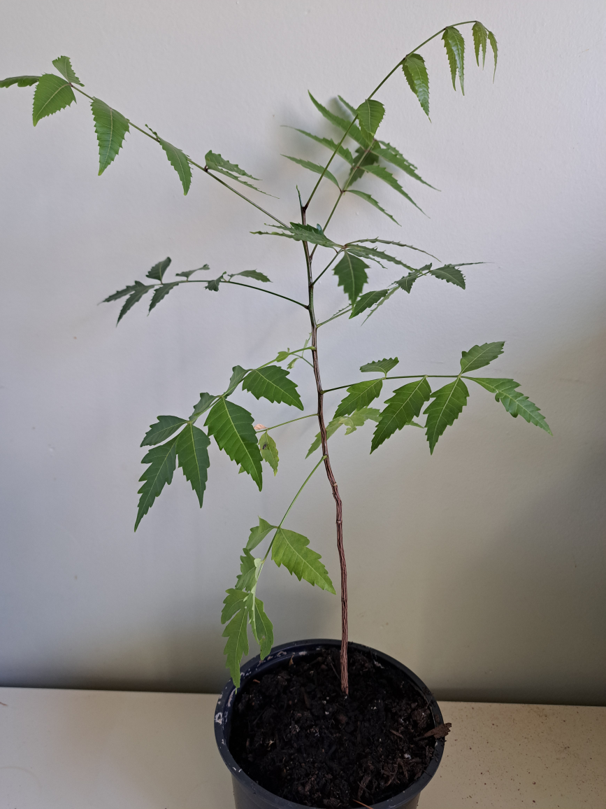 Potted Neem Plant