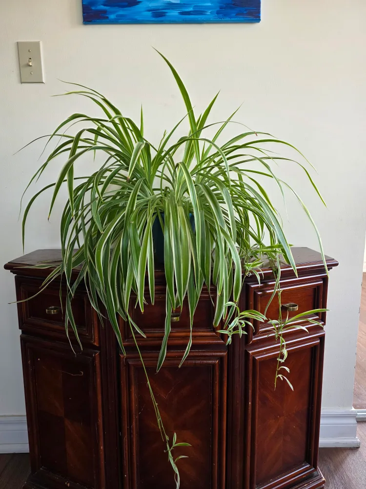 Large Spider Plant with pubs thumbnail
