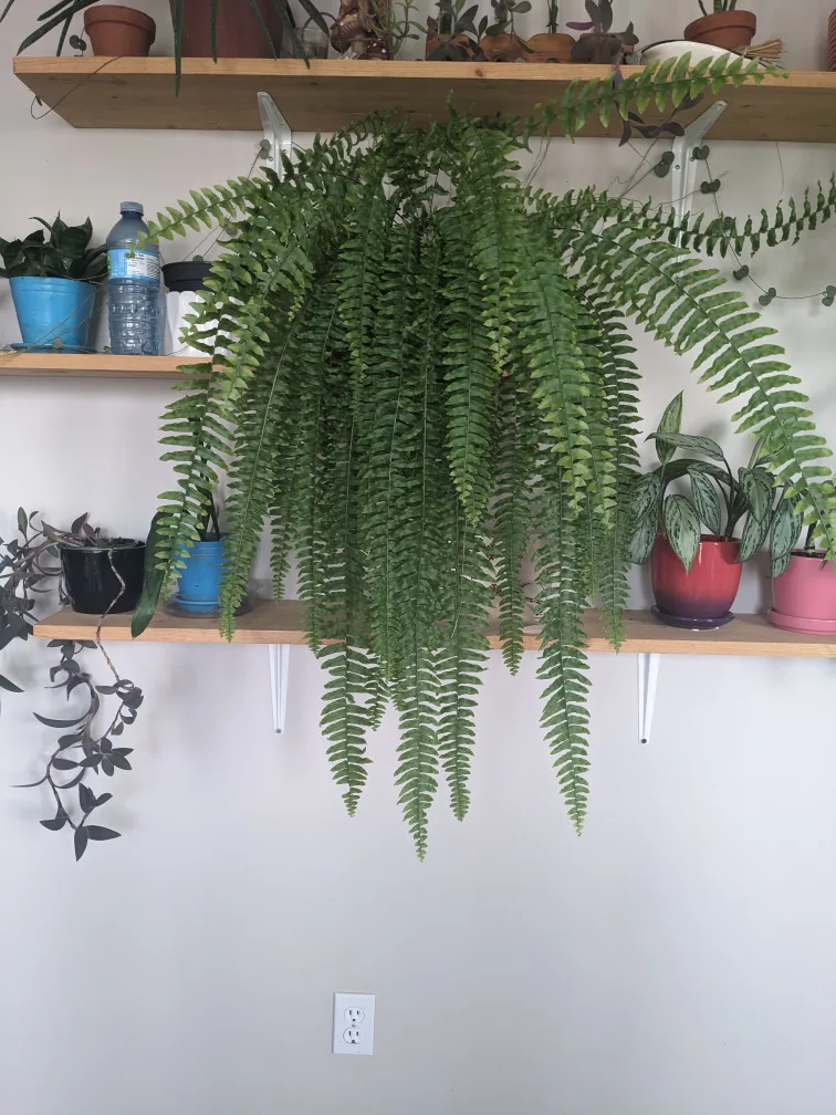 XL Boston fern $50 thumbnail