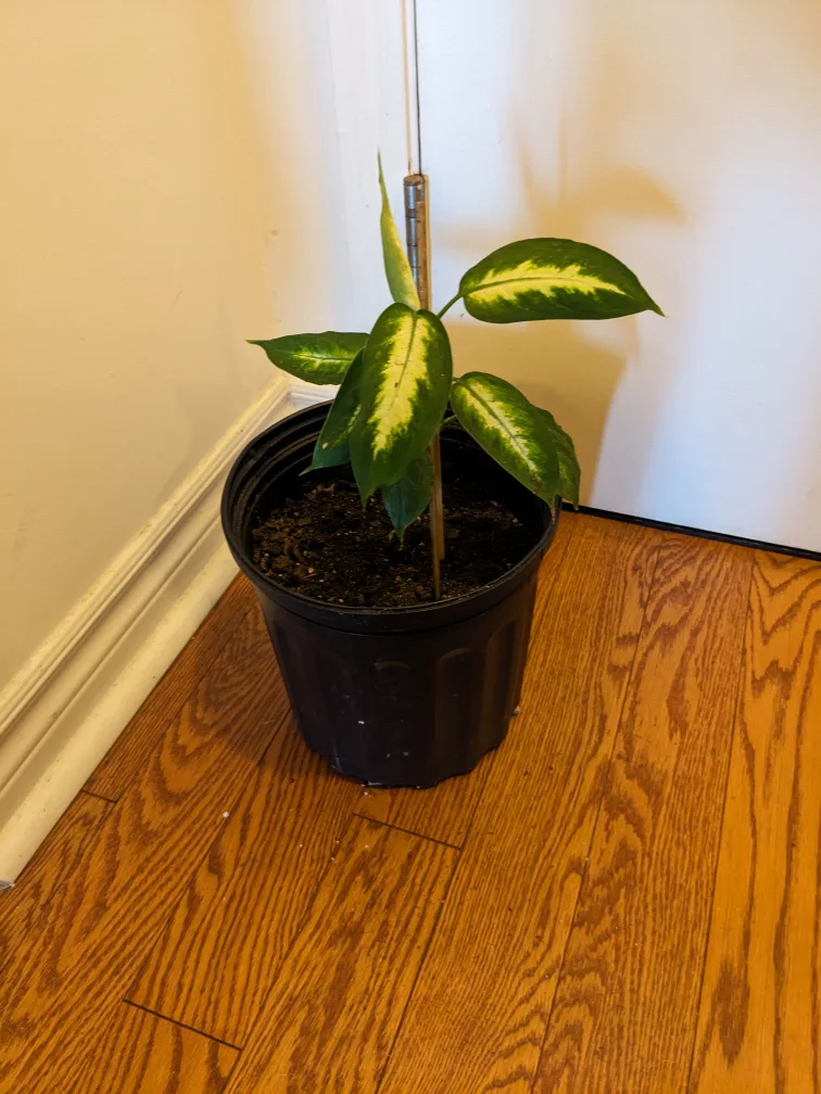 10" Dieffenbachia Plant in Black Pot thumbnail