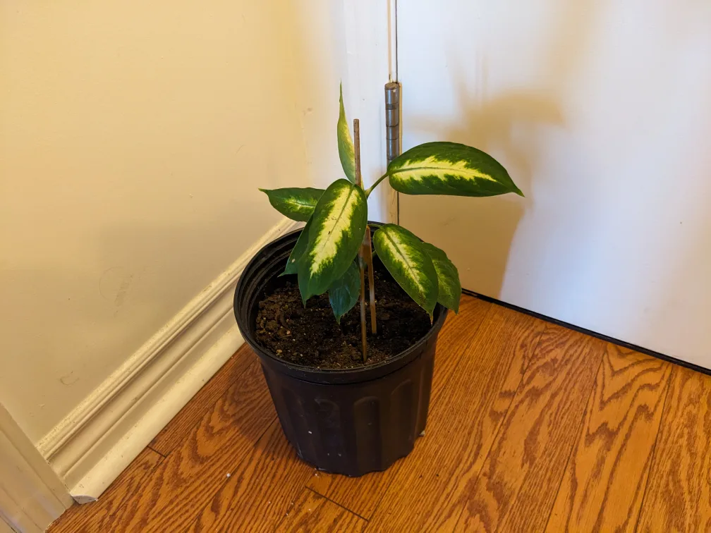 10" Dieffenbachia Plant in Black Pot image indicator(2)