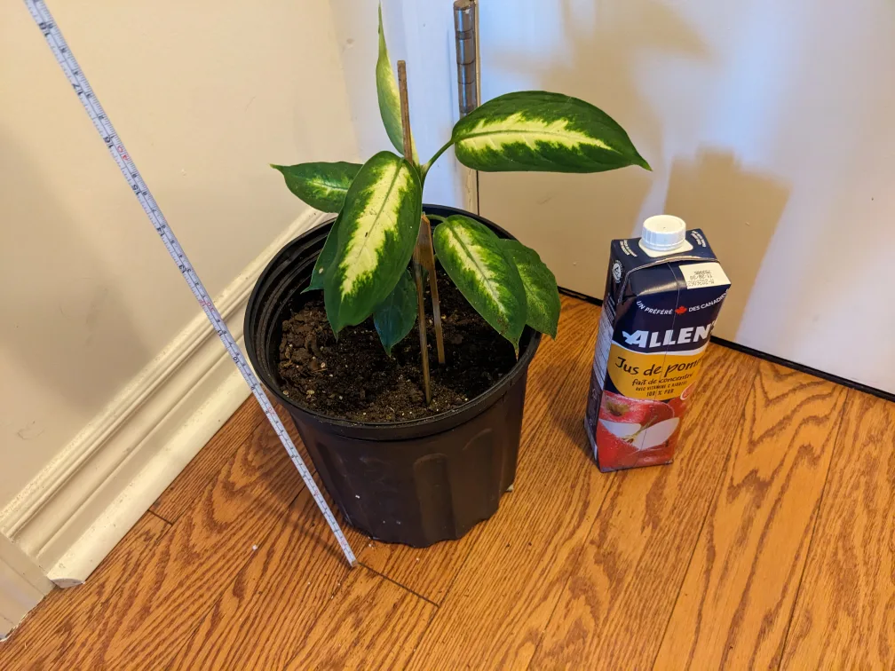 10" Dieffenbachia Plant in Black Pot image indicator(4)