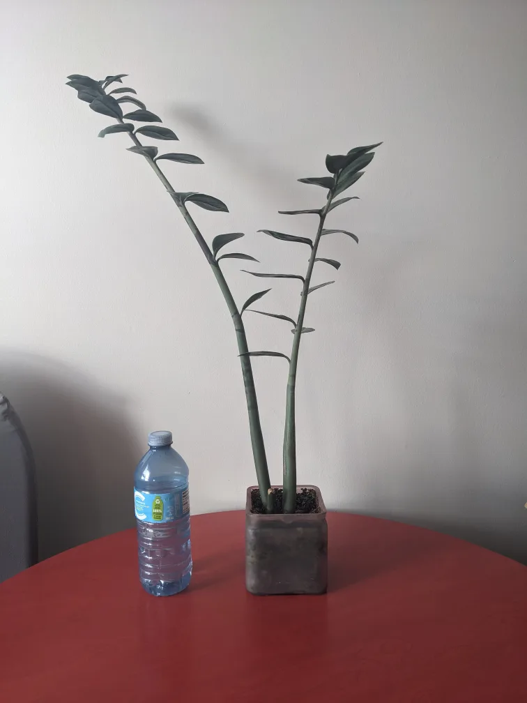 ZZ Plant $20 thumbnail