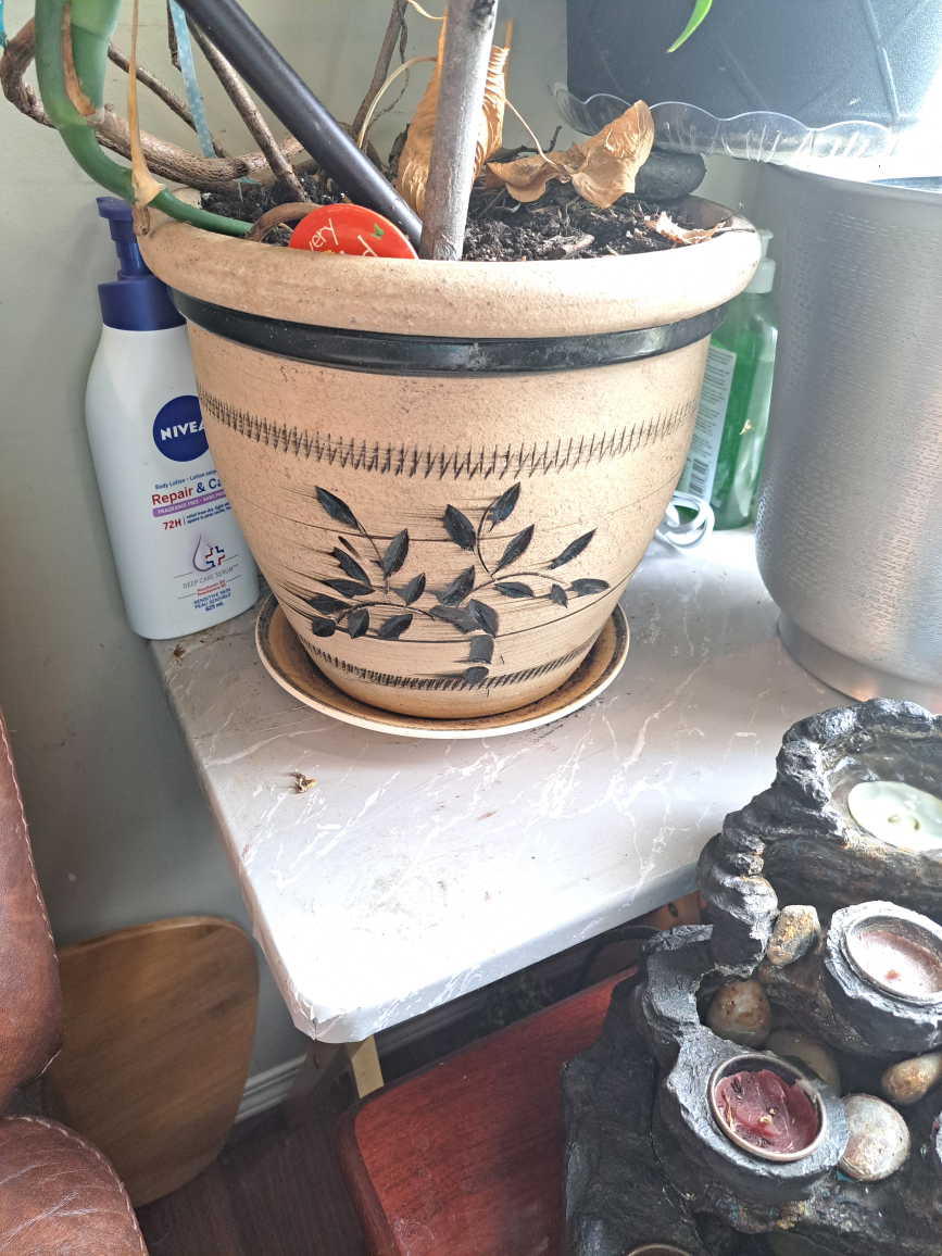 Potted Monstera Plant - photo 2