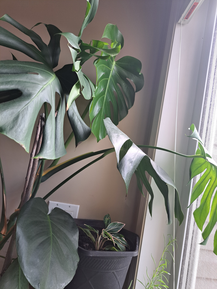 Potted Monstera Plant - photo 3