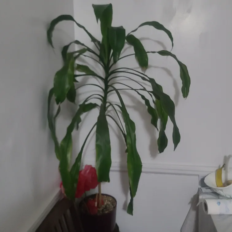Potted Plant thumbnail