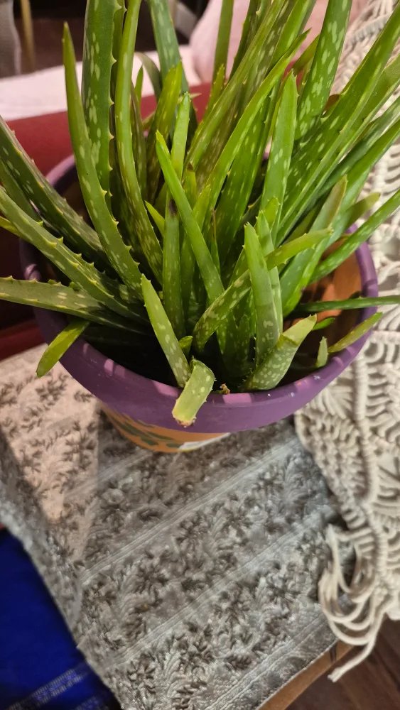 Aloe Vera Plant in Decorated Pot image indicator(6)