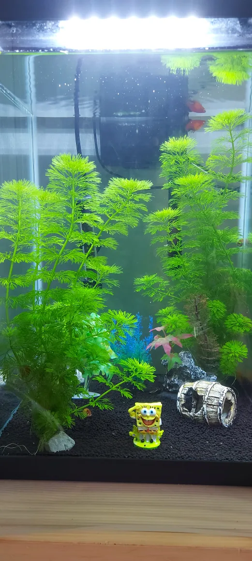 Healthy Aquarium Plants Carolina fanwort (+5 stems) image indicator(2)