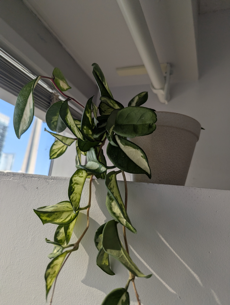 Free plants