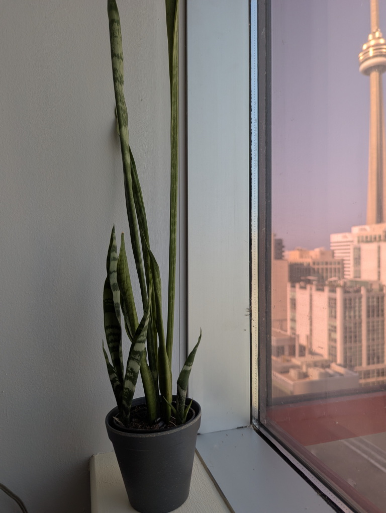 Free plants - photo 2
