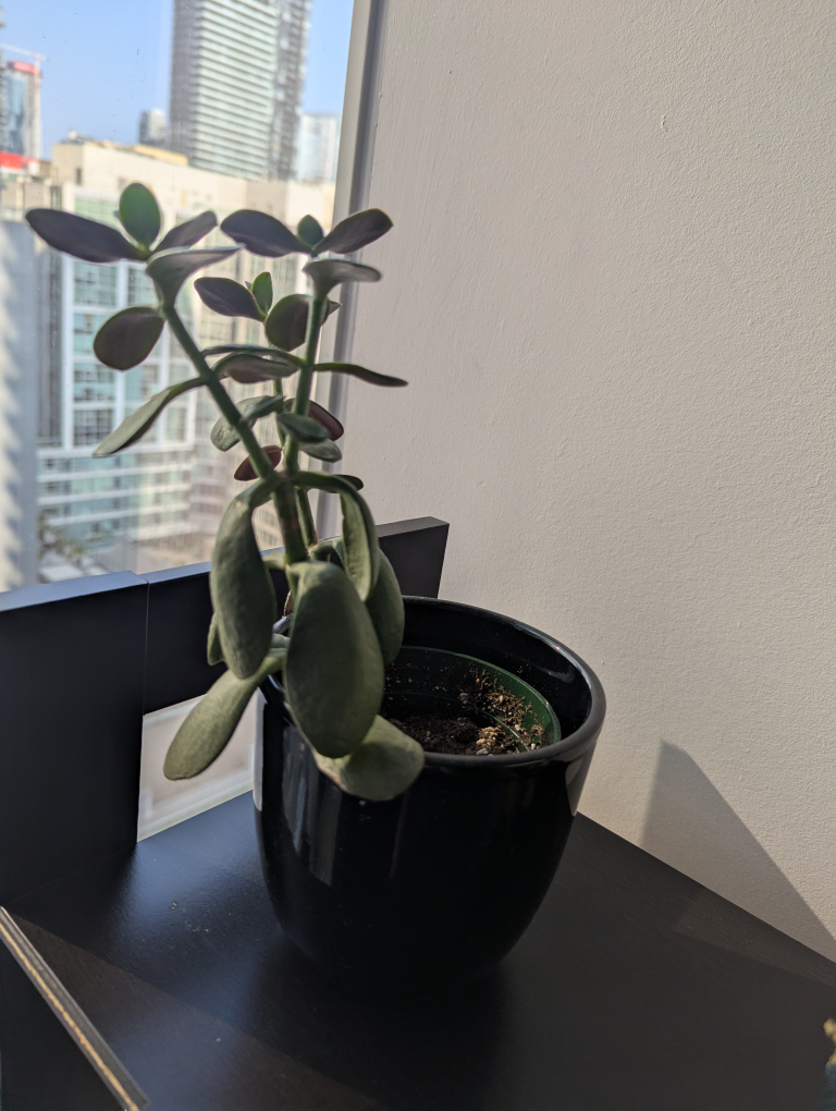 Free plants - photo 3