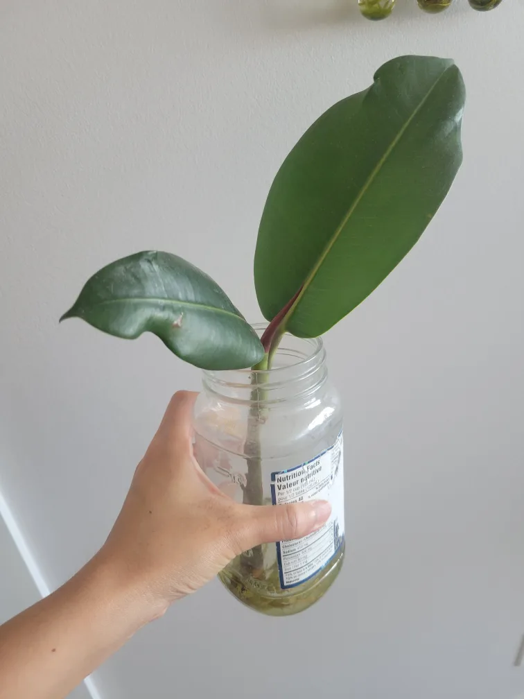 Rubber Plant Cutting thumbnail