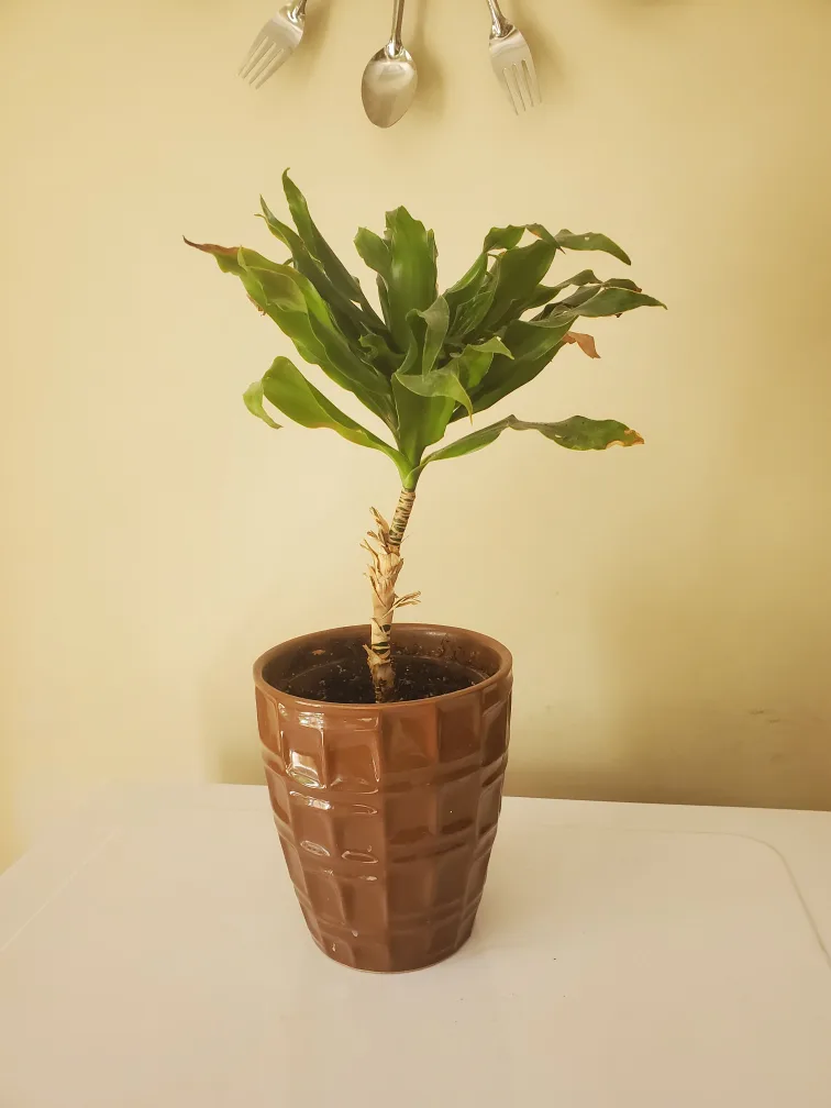 FREE Potted Dracaena  Plant (14" tall including pot) thumbnail