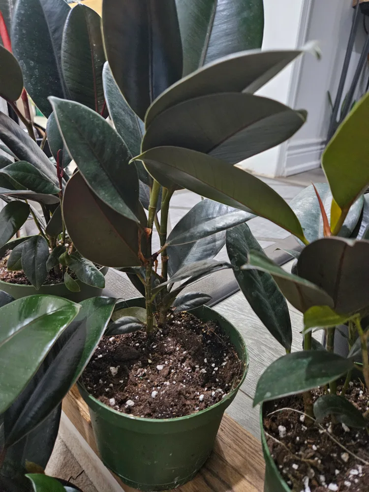 🇨🇦Rubber Plant🇨�🇦 image indicator(3)