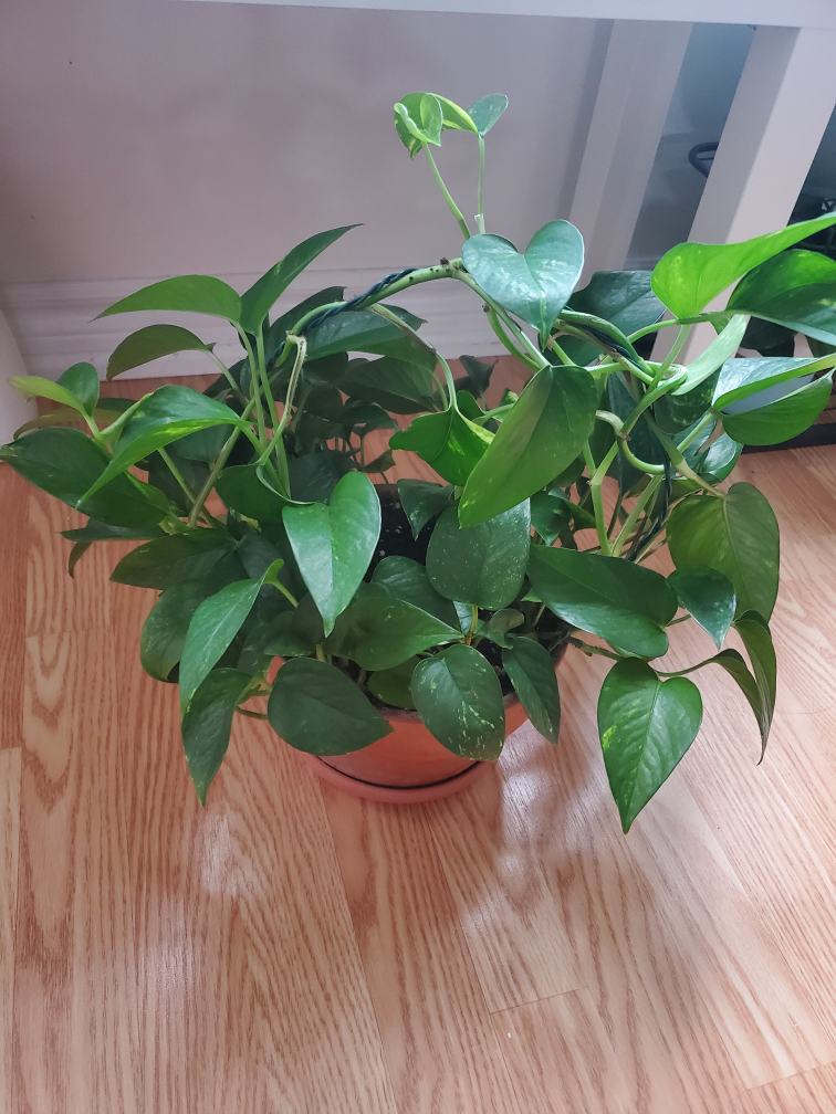 Potted Golden Pothos Plant - photo 4