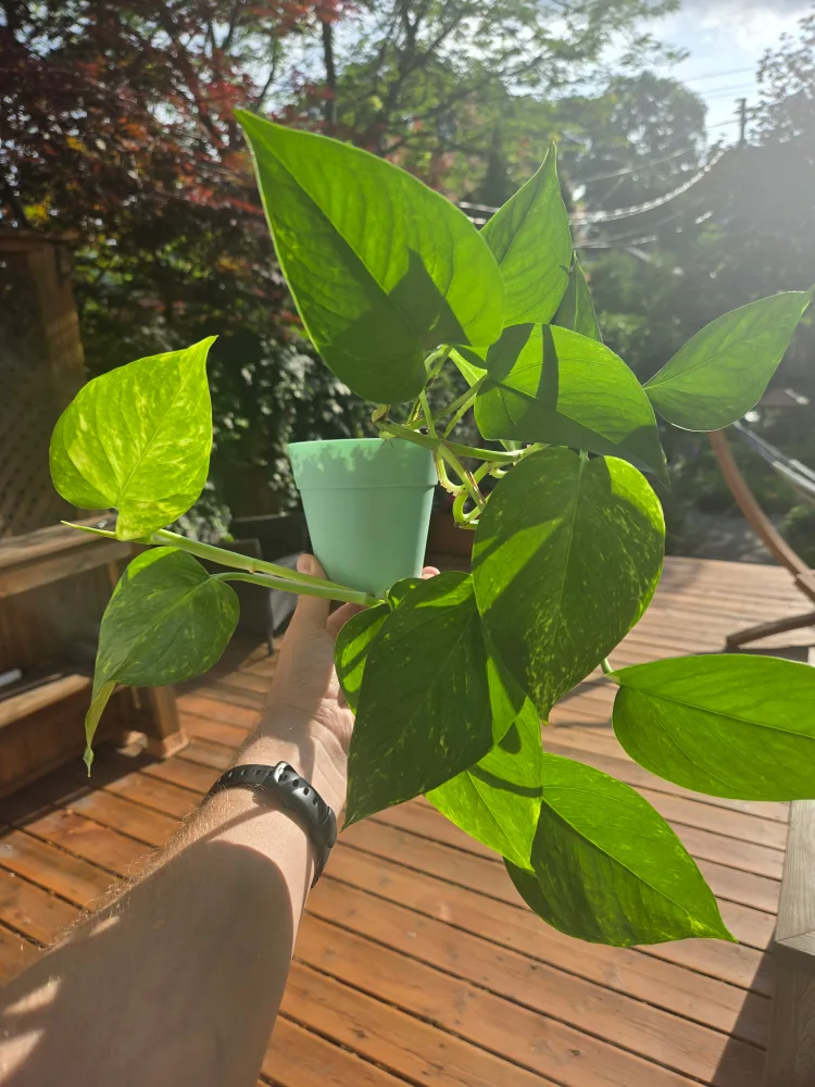 Healthy Golden Pothos in Pot thumbnail