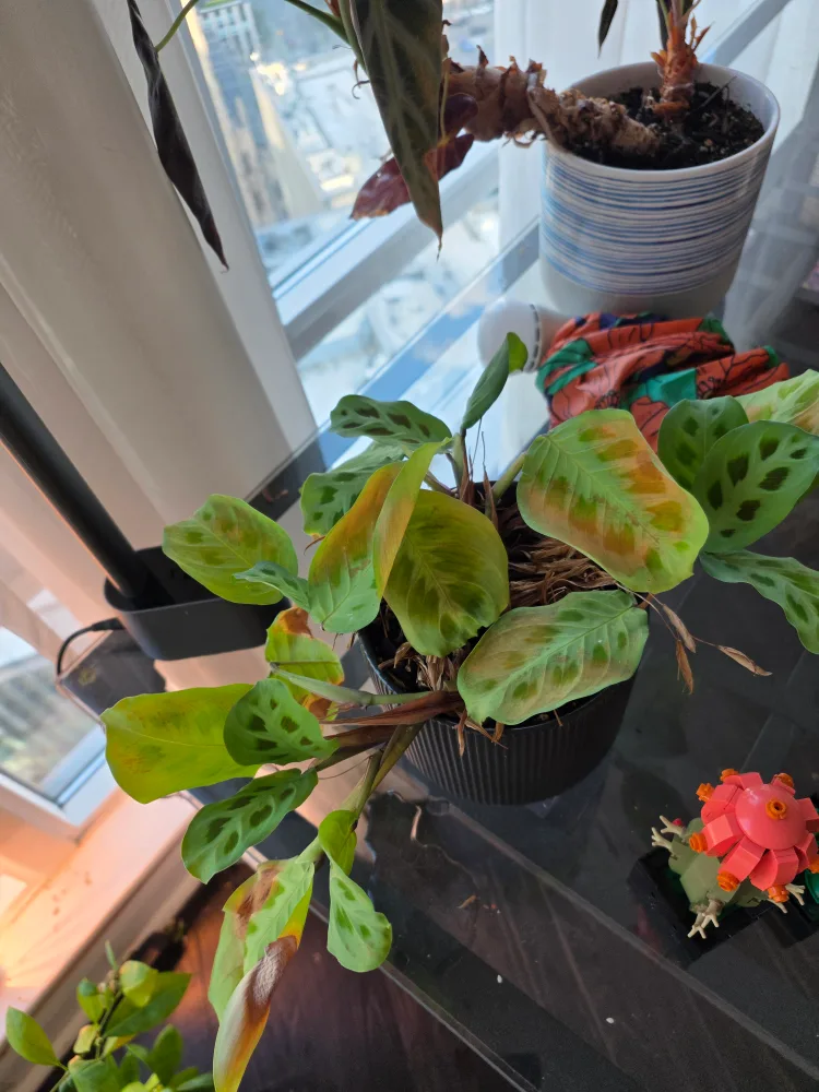 Maranta plants thumbnail