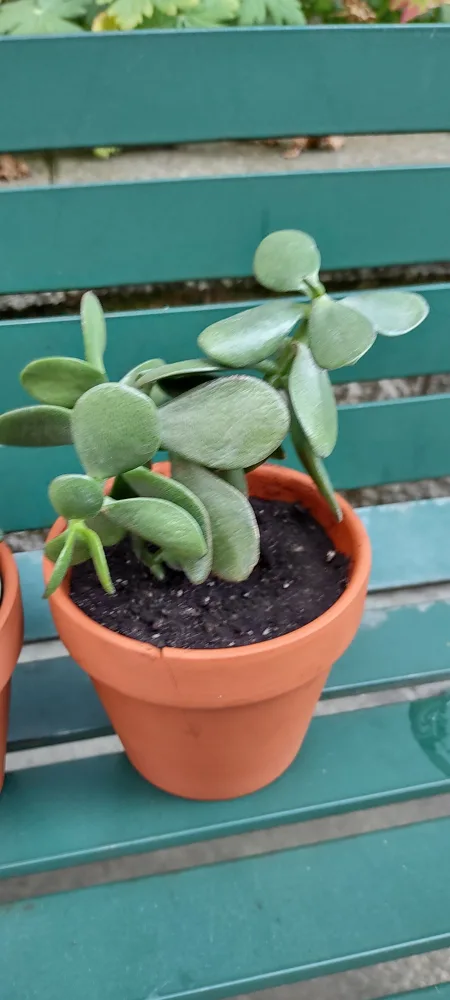 Potted Jade Plant with terracotta pot. thumbnail