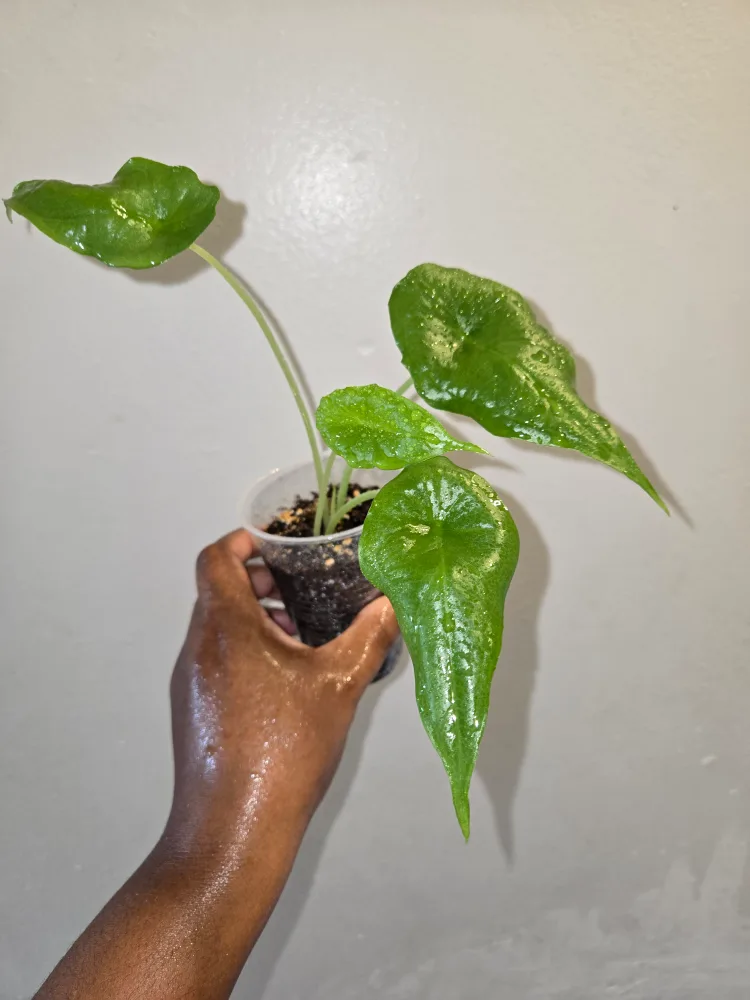 ALOCASIA DRAGON'S BREATH PLANT✨️🌿🐲 thumbnail