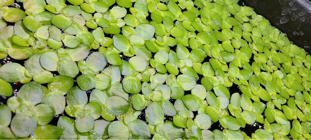 Duckweed Aquarium Plant