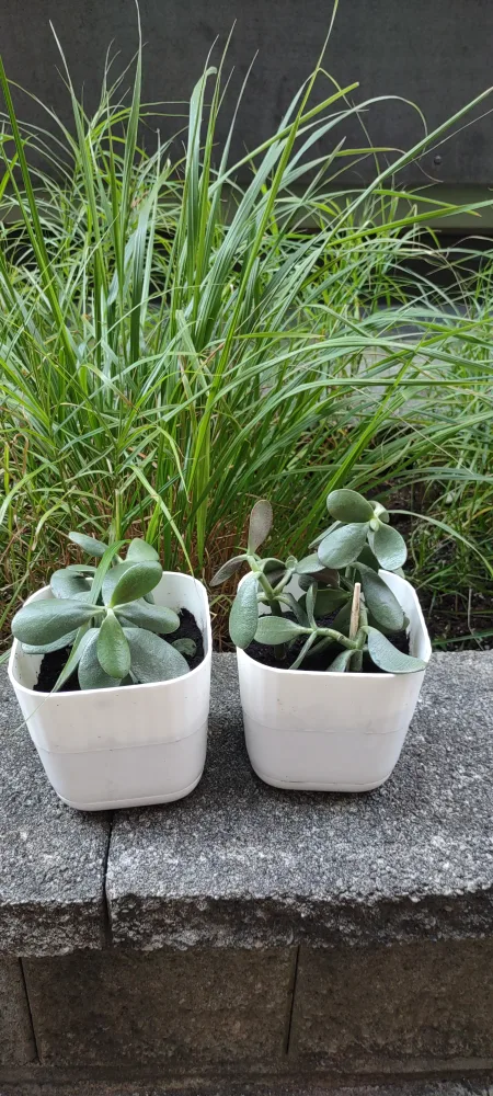 Potted Jade Plant thumbnail