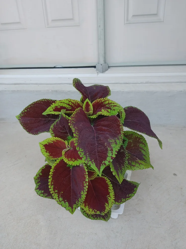 Vibrant Potted Plant thumbnail