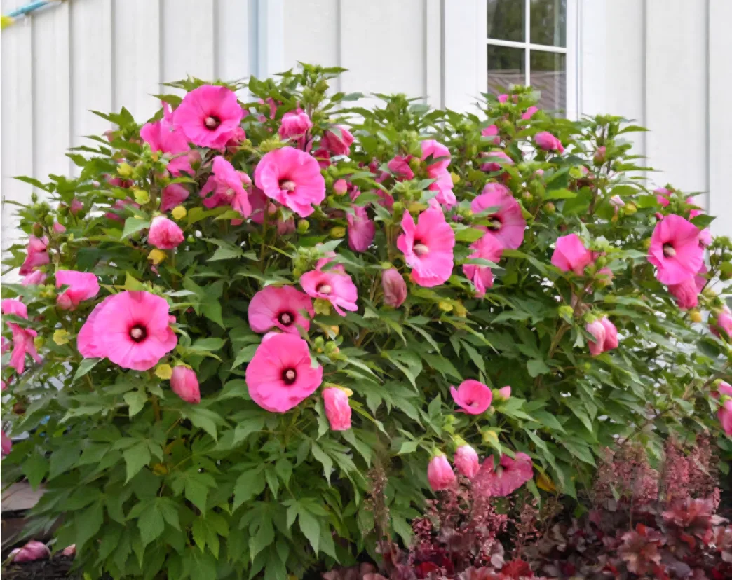 Luna Rose Hibiscus Plant. available in 4 color image indicator(7)