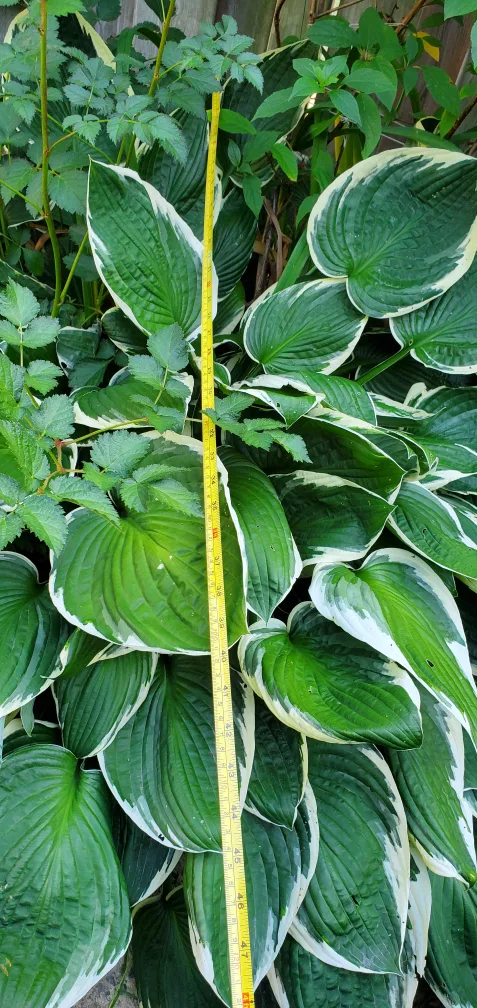 Hosta image indicator(3)