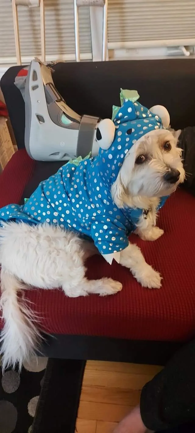 Martha Stewart Pets Dragon Costume - Size Large image indicator(6)