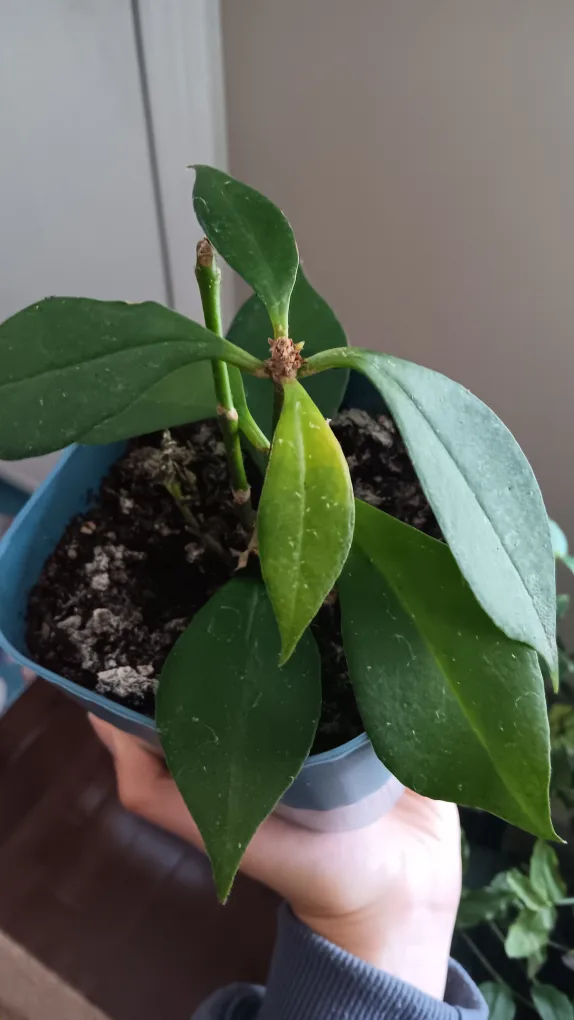 Potted plant 🇨🇦 thumbnail