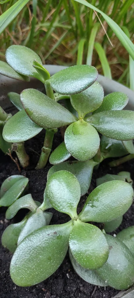 Jade Plant in Grey Pot & Terracotta Pot thumbnail