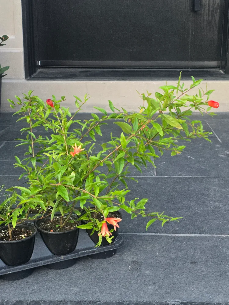 Potted Pomegranate Plant image indicator(2)