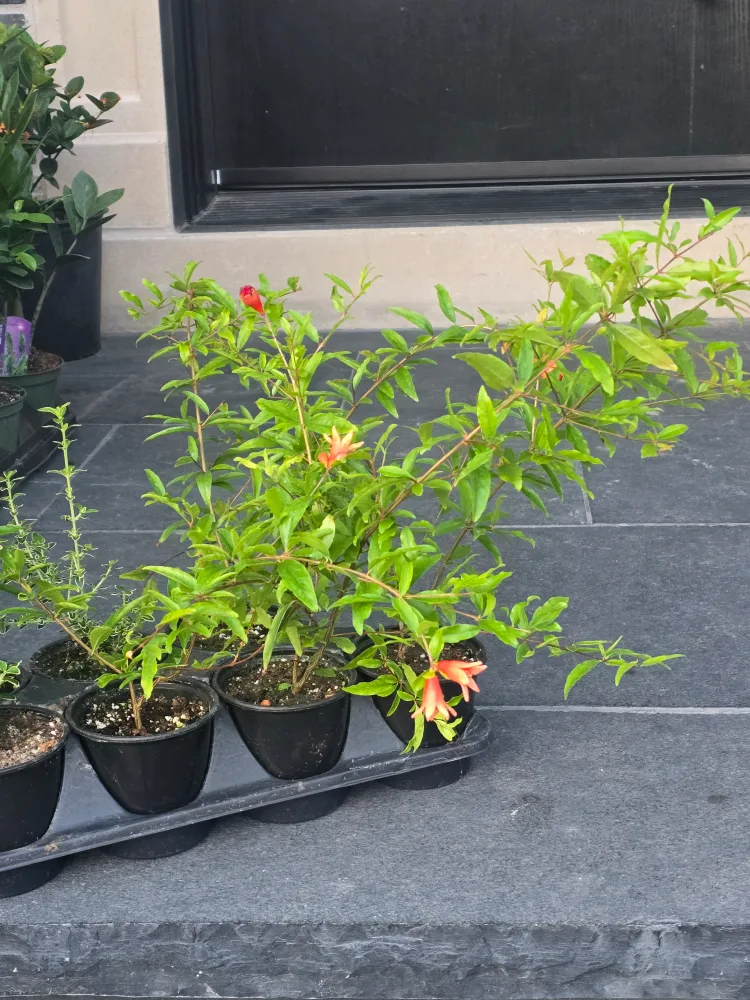 Potted Pomegranate Plant image indicator(3)