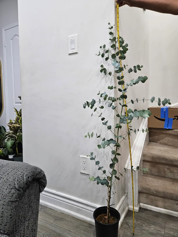 🇨🇦Eucalyptus Plant ~5ft Tall🍁 image indicator(2)